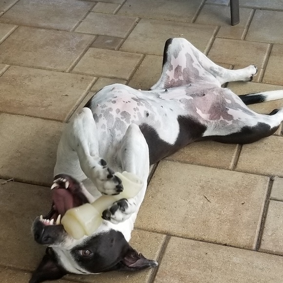 Retarted dog - Picture 2 of 2